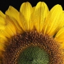 sunflower2